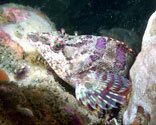 Kelp Rockfish