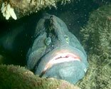 Monkeyfish Eel