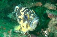 Kelp Rockfish