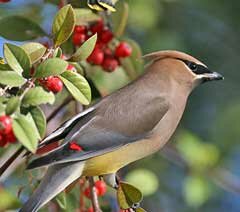 Cedar Waxwing - Cleve Nash