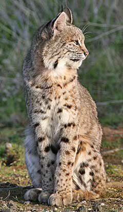 Bobcat