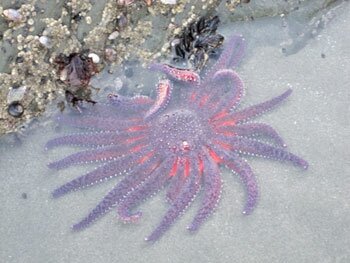 Tide Pool