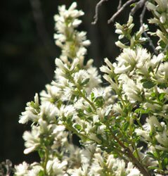 Coyote Brush