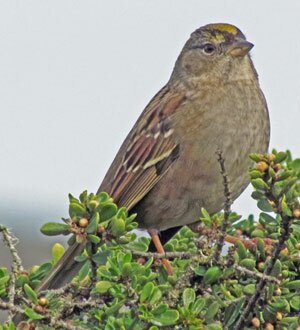 Golden-crown Sparrow