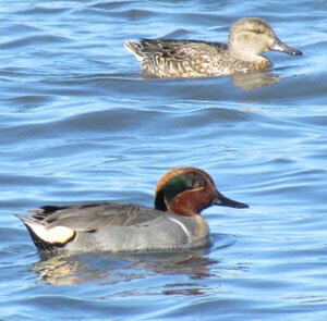 Green-winged Teal