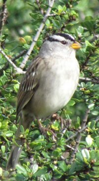 White-crowned Sparrow