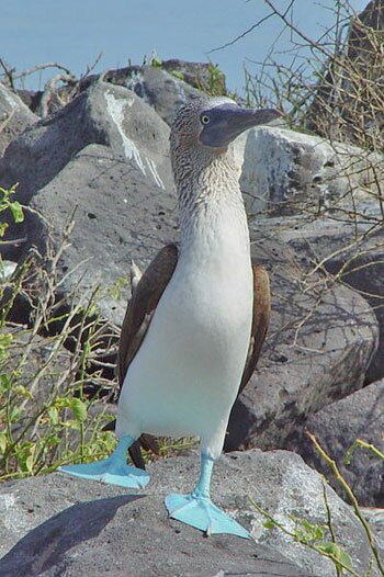 Blue-footed Booby