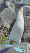 Blue-footed Booby