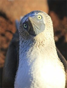 Blue-footed Booby