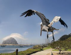 Pellican and Morro Rock