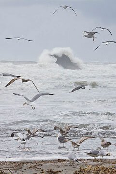 Gulls at Beach