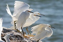 Snowy Egrets