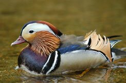 Wood Duck by Tom Roff